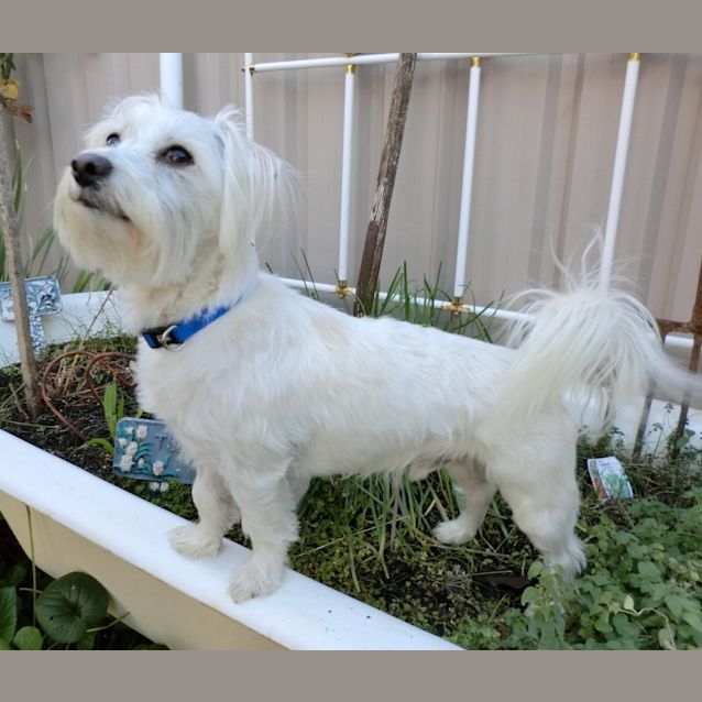 Photo of Toby *On Trial In His New Home*