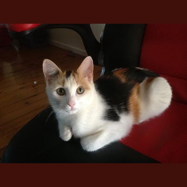 Photo of Daisy   Kitten Kapers Rescue