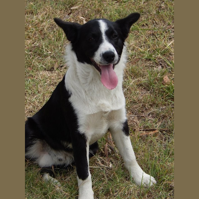 Photo of Toby