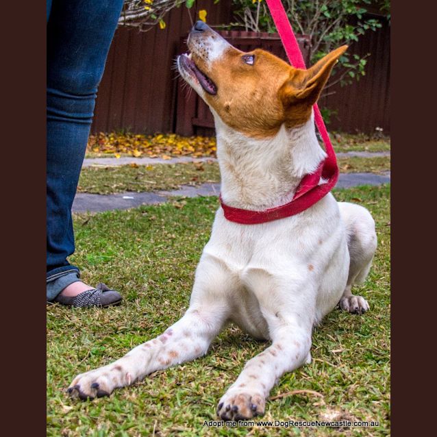 Photo of Moro ~ Rehomed 1/11/14