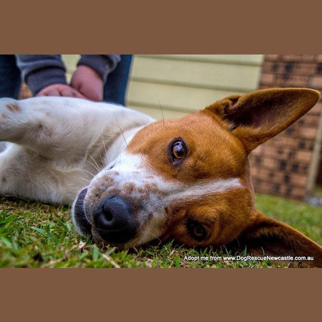 Photo of Moro ~ Rehomed 1/11/14