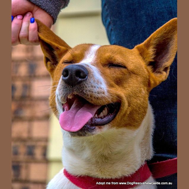 Photo of Moro ~ Rehomed 1/11/14