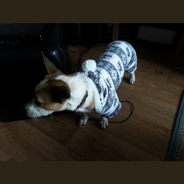 Photo of Dotti (On Trial 3/10/14)