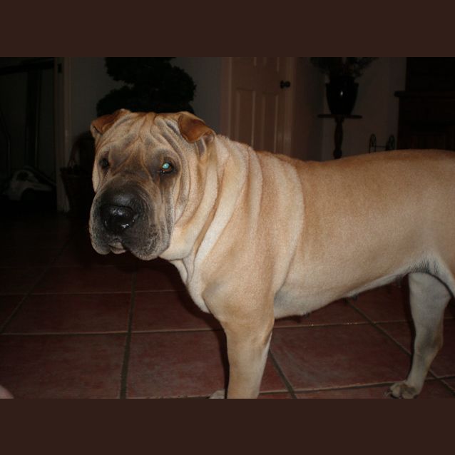 Photo of Phoebe (Adoption Pending)