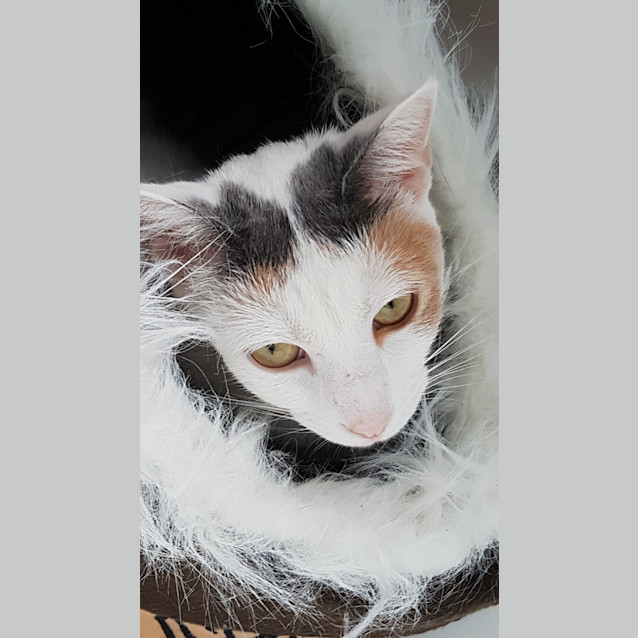 Photo of Angel
