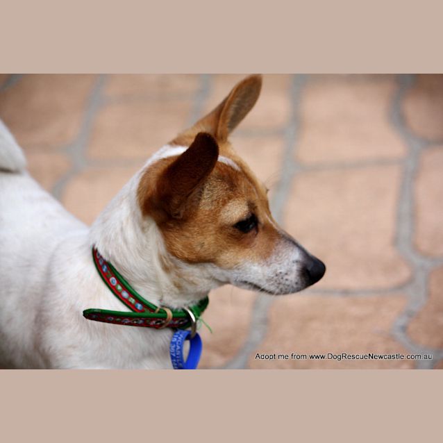 Photo of Rosie, Dachshund X Mini Foxy (On Trial 15/8/14)