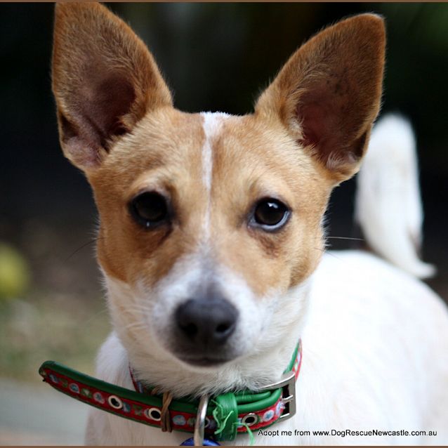 Photo of Rosie, Dachshund X Mini Foxy (On Trial 15/8/14)
