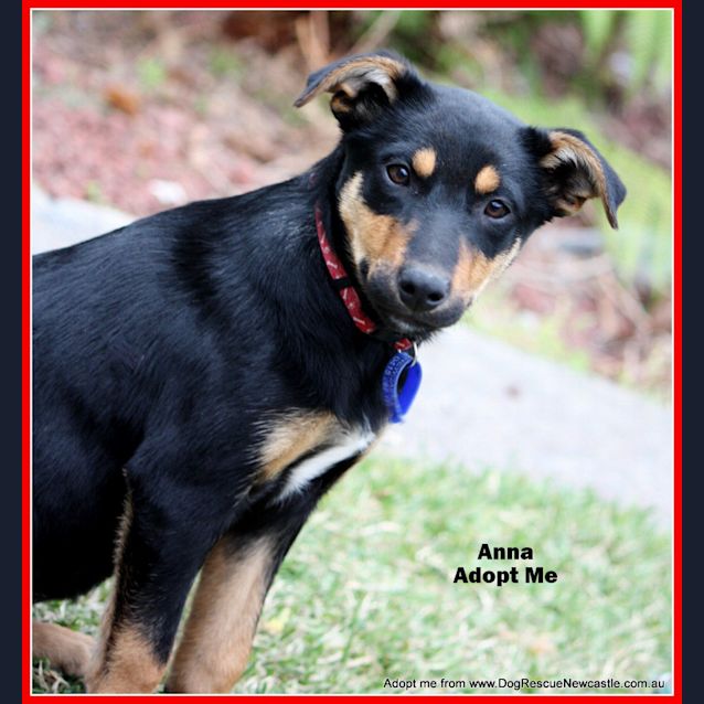 Photo of Puppy Anna, Kelpie (On Trial 17/8/14)