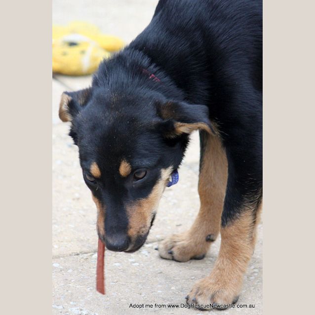 Photo of Puppy Anna, Kelpie (On Trial 17/8/14)