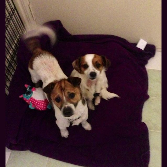 Photo of Patches & Goggles