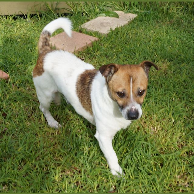 Photo of Patches & Goggles