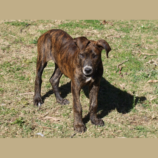 Photo of Sekara (Adopted 20/8/14)