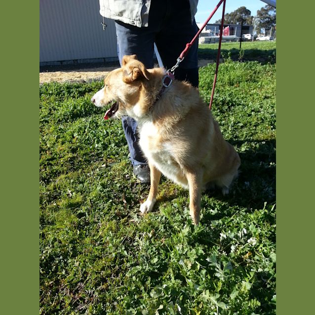 Photo of Tilly (D732) House Trained/Cat Friendly