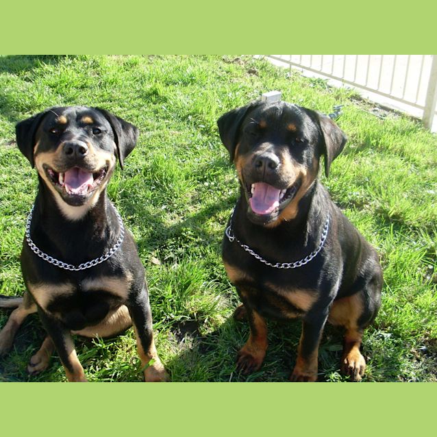 Photo of Zeus & Cinni