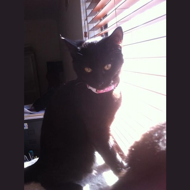 Photo of Munchkin & Cupcake