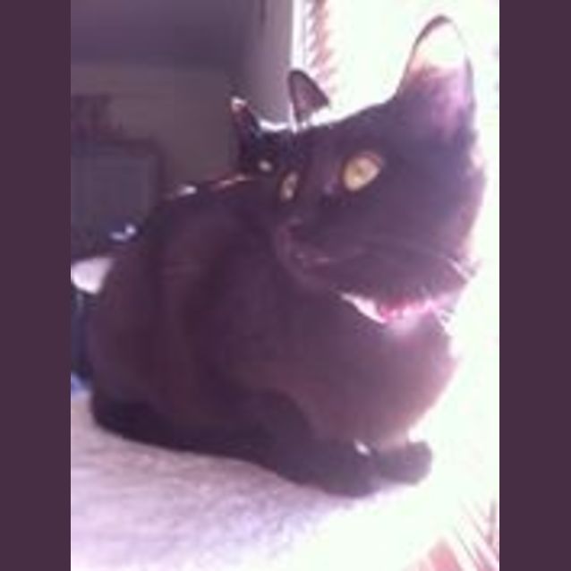 Photo of Munchkin & Cupcake