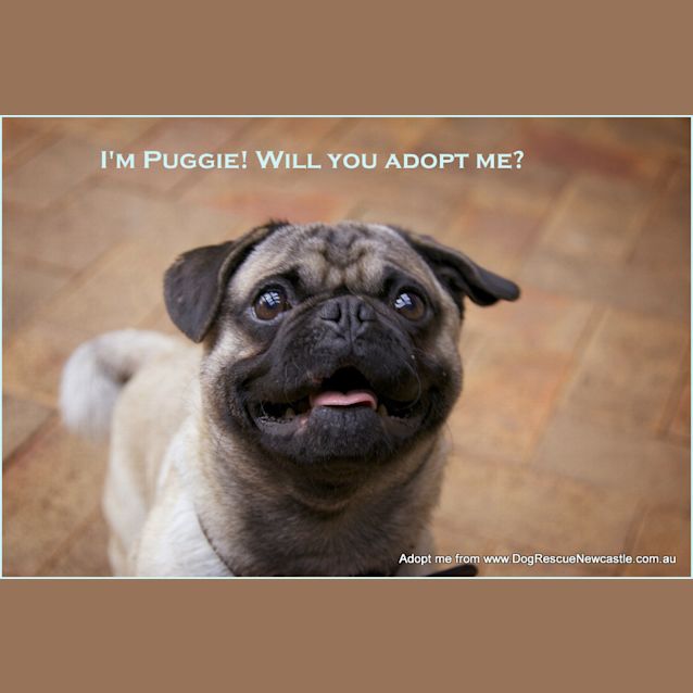 Photo of Puggie (On Hold Pending Yd Ck 28/8/14)