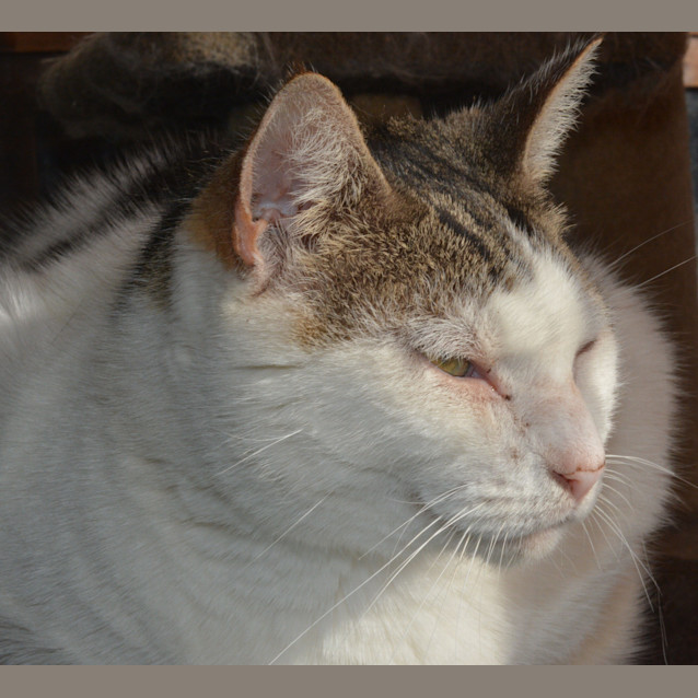 Photo of Pepsi Mendez