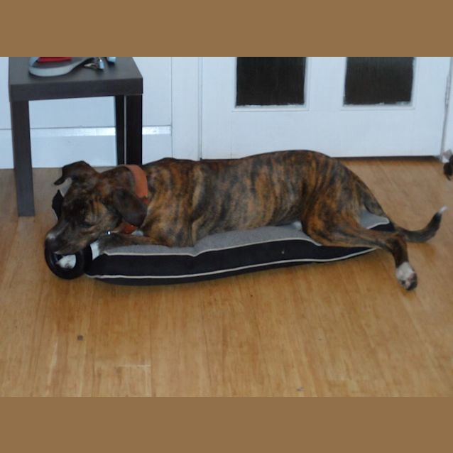 Photo of Bronson (On Trial 2/9/14)