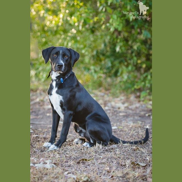 Photo of Scout
