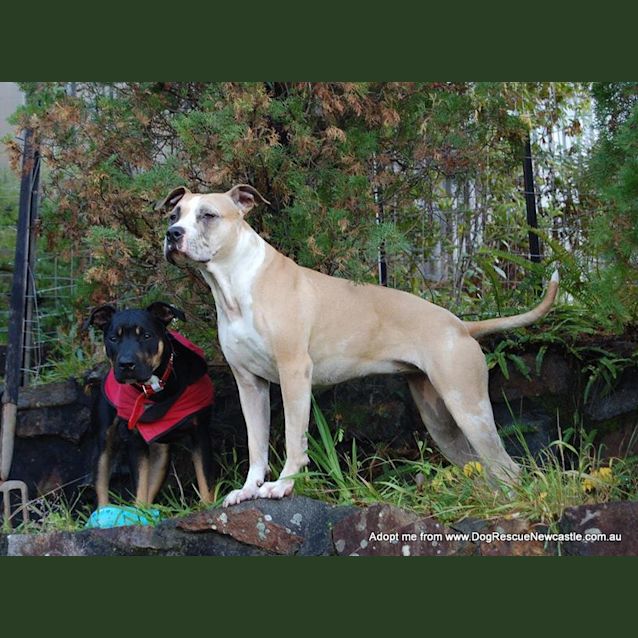 Photo of Sophie (On Trial 16/8/14)