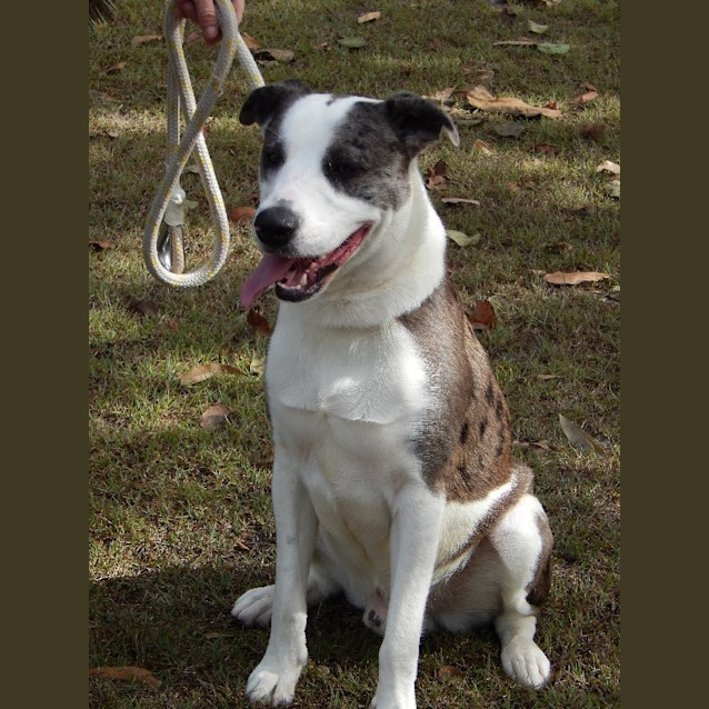 Photo of Chief