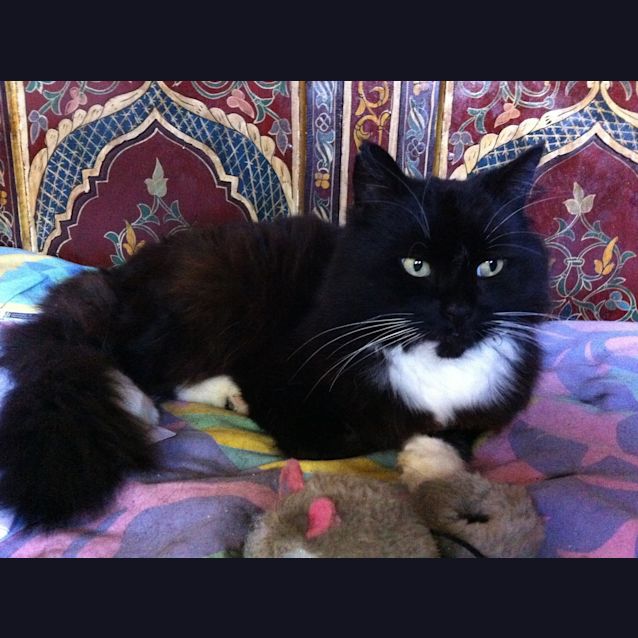 Photo of Fergus