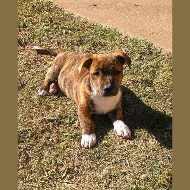 Photo of Hamish(video Included)