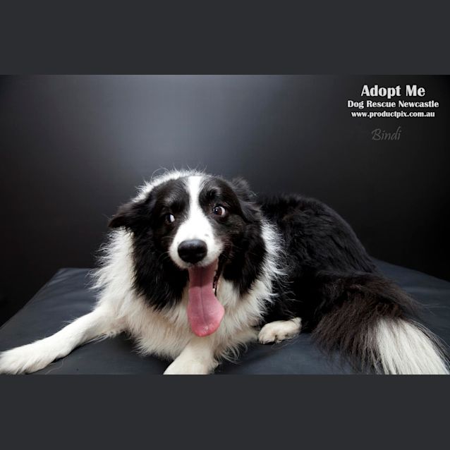 Photo of Beautiful Bindi The Border Collie (On Trial12/8/14