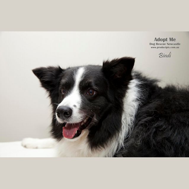 Photo of Beautiful Bindi The Border Collie (On Trial12/8/14