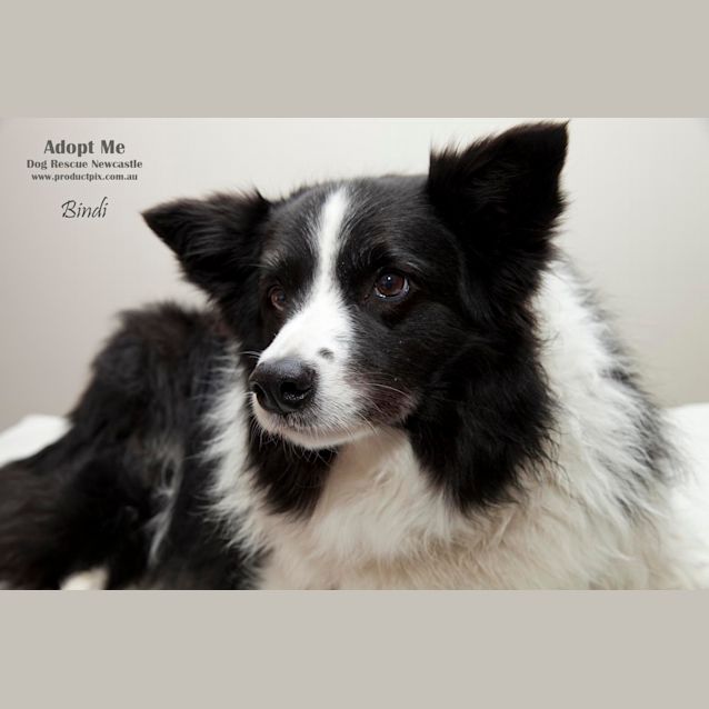 Photo of Beautiful Bindi The Border Collie (On Trial12/8/14