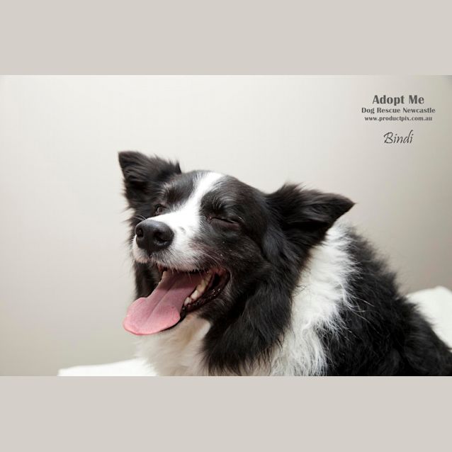 Photo of Beautiful Bindi The Border Collie (On Trial12/8/14