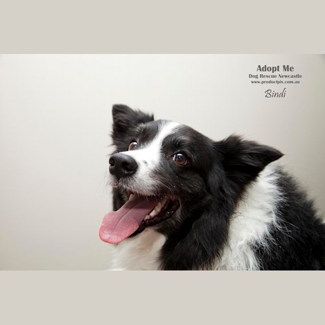 Photo of Beautiful Bindi The Border Collie (On Trial12/8/14