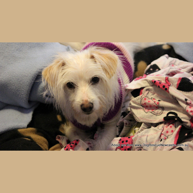 Photo of Pretty Peppa (On Trial 12/8/14)