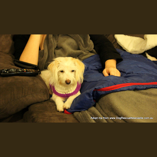 Photo of Pretty Peppa (On Trial 12/8/14)