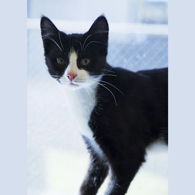 Photo of Blaze
