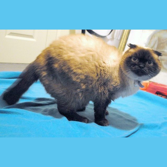 Photo of Foldy   Special Needs