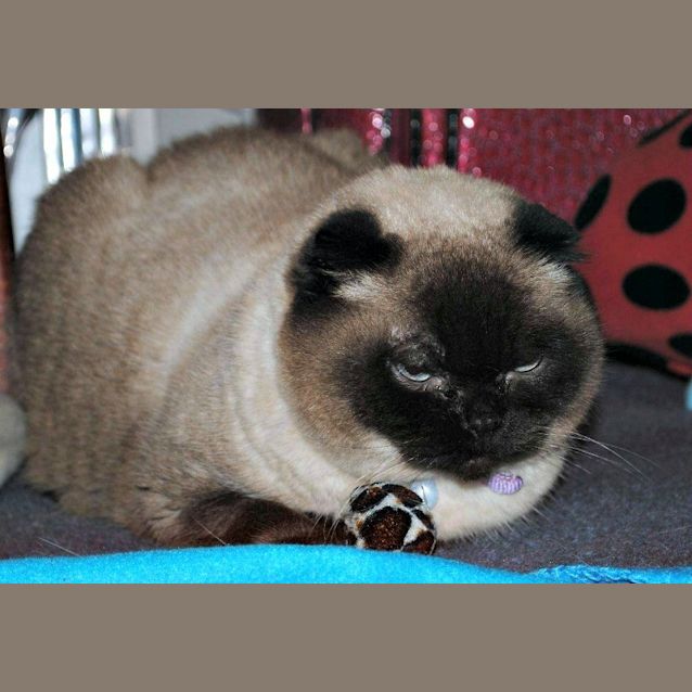 Photo of Foldy   Special Needs