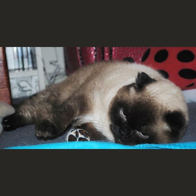 Photo of Foldy   Special Needs