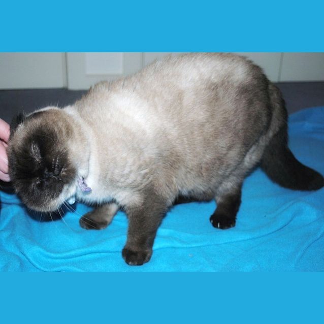 Photo of Foldy   Special Needs