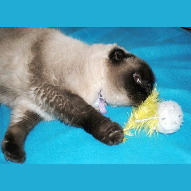 Photo of Foldy   Special Needs