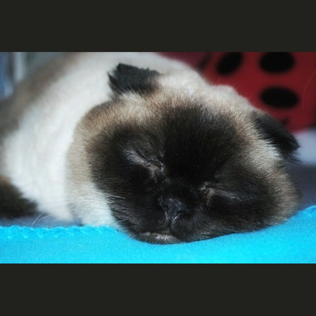 Photo of Foldy   Special Needs