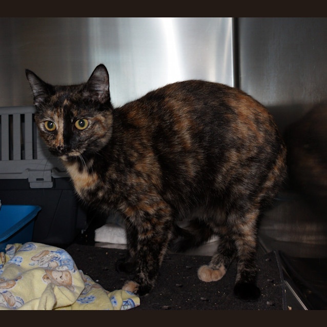 Photo of Luna