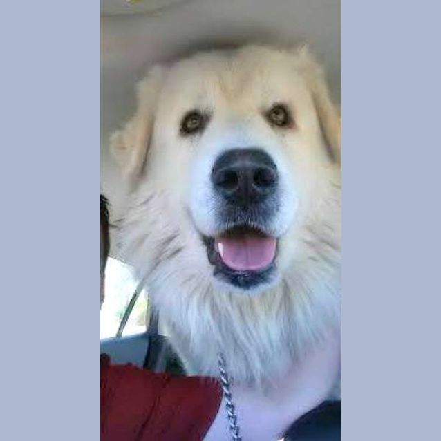 Photo of Bear