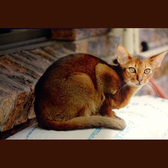 Photo of Tigger 
