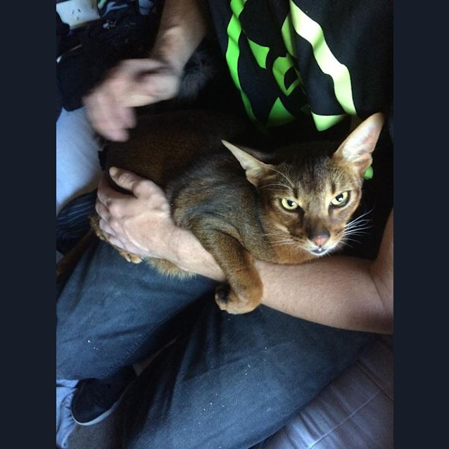 Photo of Samson 