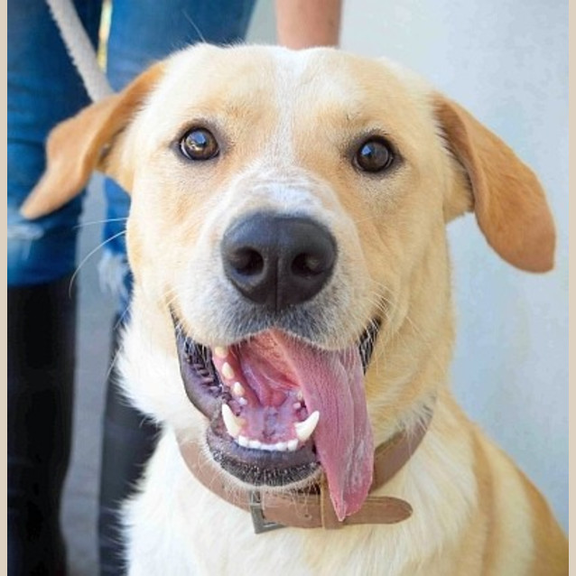 Photo of Lucky