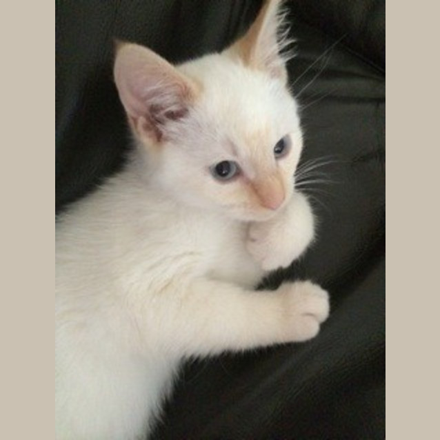 Photo of Kasper