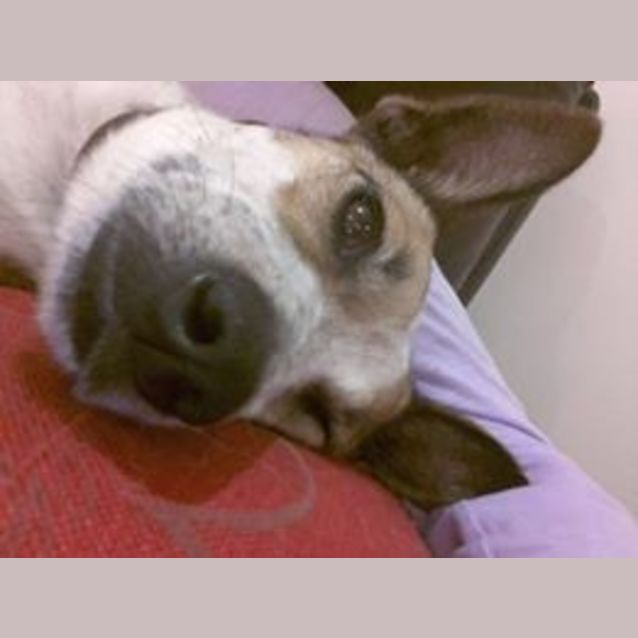 Photo of Dotti (On Trial 3/10/14)