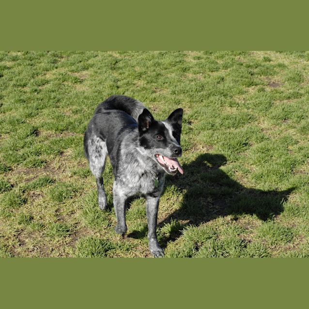 Photo of Zuppy